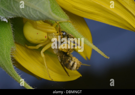 Krabbenspinne Honigbienen zum Mittagessen einladen. Stockfoto