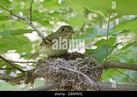 Acadian Fliegenfänger im Nest Sitzvögel vogelgesangvögel Vogelkunde Wissenschaft Natur Tierwelt Umwelt Stockfoto