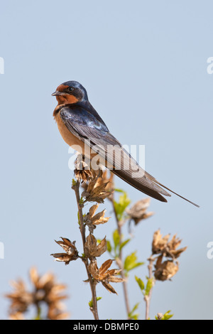Stallschwalbe - vertikaler Barschvögel vogelgesangvögel Ornithologie Wissenschaft Natur Tierwelt Umwelt Stockfoto
