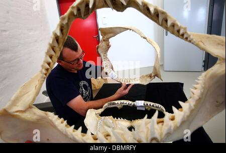 Kurator der deutschen Ozeanographischen Museum Timo Moritz hält den Kiefer von einem grauen Riffhai in Stralsund, Deutschland, 31. Juli 2013. Eine umfassende Hai-Sammlung von etwa 200 Stücke, darunter 67 Hai Kiefer wird im Museum am 2. August 2013 gespendet. Foto: JENS Büttner Stockfoto