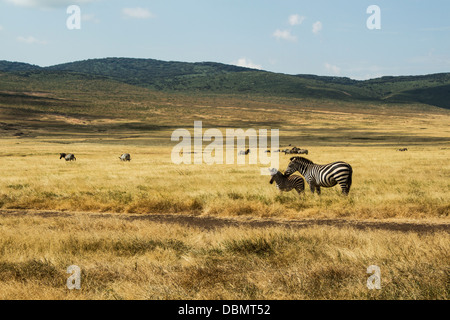 Zebra-Stute und Fohlen mit Rest der Herde im Hintergrund in der Ngorongoro Crater, Tansania, Afrika. Stockfoto