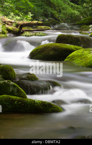 Seidige Wasser und Moos bedeckt Felsen entlang der Great Smoky Mountains National Park Roaring Forks Motor. Stockfoto