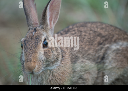 Östlichen Cottontail Kaninchen Stockfoto