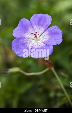 Nahaufnahme von einem Geranium 'Rozanne' Gerwat Stockfoto