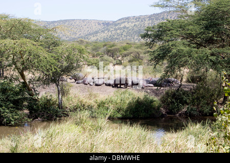 Gruppe von Flusspferden Aalen in der Sonne in den Serengeti Nationalpark, Tansania, Afrika Stockfoto