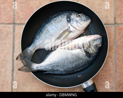 Aus Goldbrasse Fische (Dourada oder Sparus Aurata) auf der Pfanne zum Kochen bereit Stockfoto