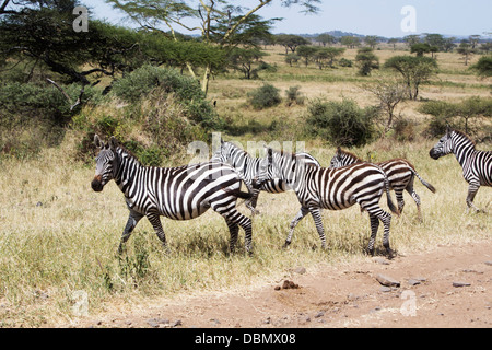 Zebra am Straßenrand auf ein Spiel fahren Serengeti, Tansania, Afrika Stockfoto