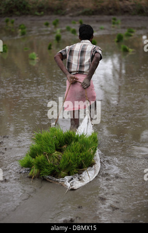 Ländliche indischen Mann arbeitet in einem Reisfeld in Südindien Stockfoto