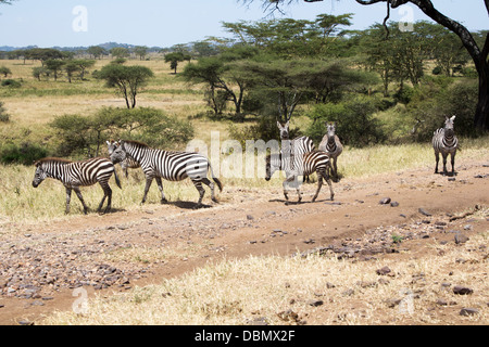 Zebrastreifen die Straße Serengeti Nationalpark Tansania Afrika Stockfoto