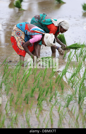 Indische Frauen in ländlichen Gebieten arbeiten in einem Reisfeld in Südindien Stockfoto