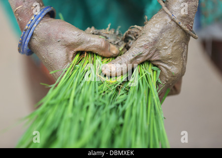 Ländliche Indianerin Hände arbeiten in einem Reisfeld in Südindien Stockfoto