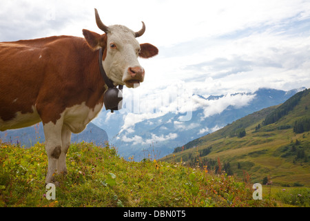 Braune Milchkuh mit Blick auf die herrliche Aussicht auf Wiese in den europäischen Alpen Stockfoto