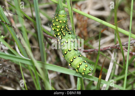 Detaillierte Nahaufnahmen von exotisch aussehende kleine Kaiser Falter Raupe (Saturnia Pavonia) - Bilder in Serie 22 Stockfoto