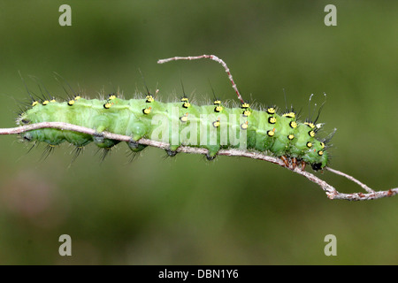 Detaillierte Nahaufnahmen von exotisch aussehende kleine Kaiser Falter Raupe (Saturnia Pavonia) - Bilder in Serie 22 Stockfoto