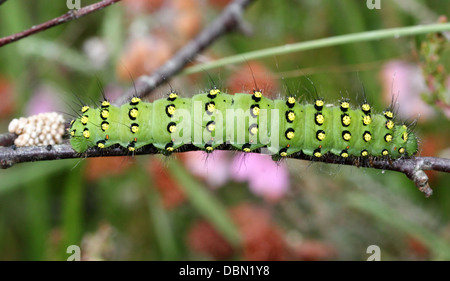 Detaillierte Nahaufnahmen von exotisch aussehende kleine Kaiser Falter Raupe (Saturnia Pavonia) - Bilder in Serie 22 Stockfoto