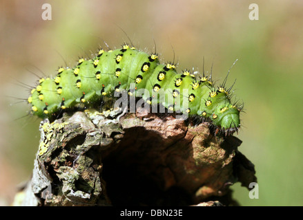 Detaillierte Nahaufnahmen von exotisch aussehende kleine Kaiser Falter Raupe (Saturnia Pavonia) - Bilder in Serie 22 Stockfoto