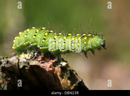 Kleine Kaiser Falter Raupe (Saturnia Pavonia) Stockfoto