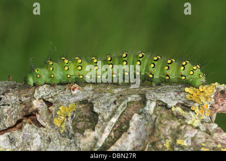 Detaillierte Nahaufnahmen von exotisch aussehende kleine Kaiser Falter Raupe (Saturnia Pavonia) - Bilder in Serie 22 Stockfoto