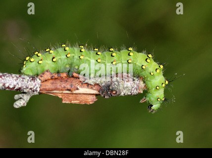 Detaillierte Nahaufnahmen von exotisch aussehende kleine Kaiser Falter Raupe (Saturnia Pavonia) - Bilder in Serie 22 Stockfoto