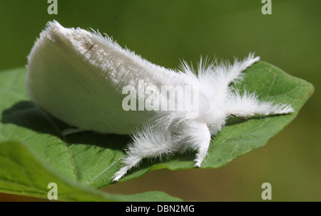 Nahaufnahme Makro-Aufnahmen von einer weiblichen Falter gelb-Tail (Euproctis Similis, a.k.a. Goldtail Motte oder Swan Schmetterling) Stockfoto