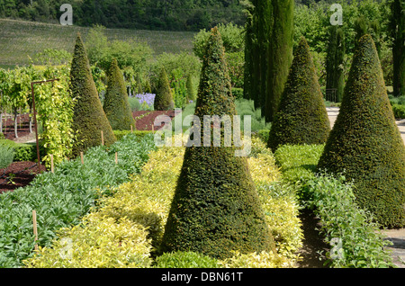 Topiargärten mit Kegelförmigen Eibenbäumen und Beschnittenen Cypressebäumen Château Val Joannis Pertuis Luberon Provence Frankreich Stockfoto