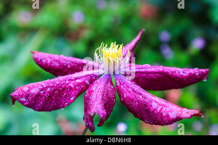 Clematis-Blüte mit ein paar Tropfen Wasser drauf. Stockfoto