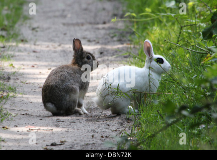 Alert braune und weiße Wildkaninchen (Oryctolagus Cuniculus) Stockfoto