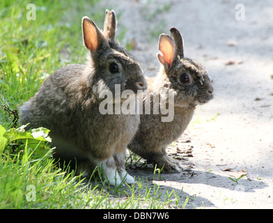 Zwei sehr niedlichen Wildkaninchen (Oryctolagus Cuniculus) posieren zusammen. Stockfoto