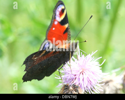 Europäischen gemeinsamen Tagpfauenauge (Aglais Io) Fütterung auf eine Distel Blume Stockfoto