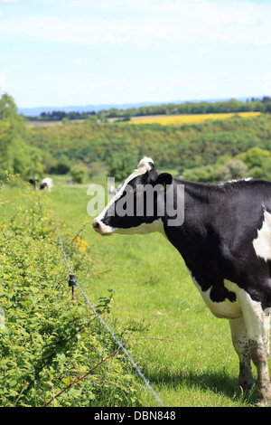 Schwarz / Weiß-Kuh stehend auf einer Wiese neben einem Zaun Stockfoto