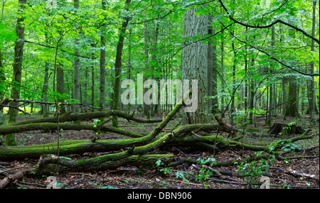 Sommergrüne Stand von Białowieża Wald im Sommer mit gebrochenen Bäume im Vordergrund teilweise abgelehnt und Moos eingewickelt Stockfoto
