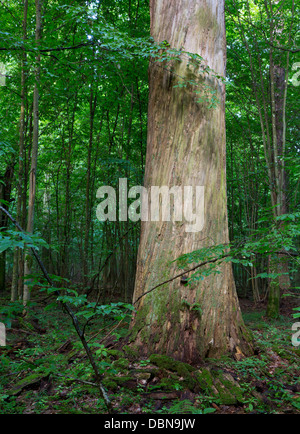 Tot riesige Eiche Rinde-weniger morgen gegen Jugendliche Laub Stand von Białowieża Wald Stockfoto