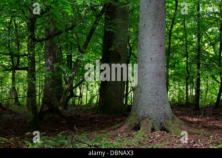 Alten Fichte gegen schattigen reichen Laub-Stand von Białowieża Wald im Sommer Abendlicht Stockfoto