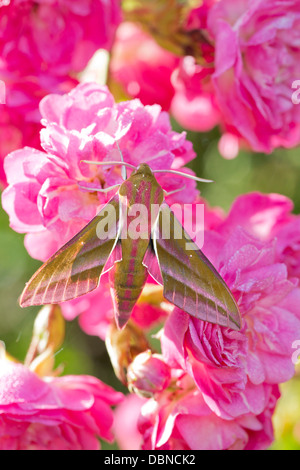 Elefant Hawkmoth; Dielephila Elpenor; auf Rosen; Juli; UK Stockfoto