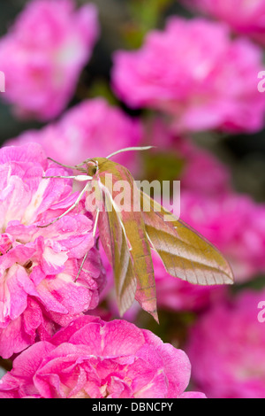 Elefant Hawkmoth; Dielephila Elpenor; auf Rosen; Juli; UK Stockfoto