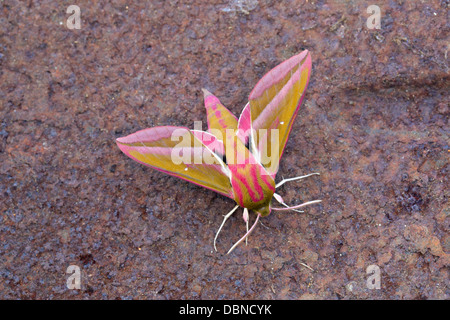 Elefant Hawkmoth; Dielephila Elpenor; Juli; UK Stockfoto