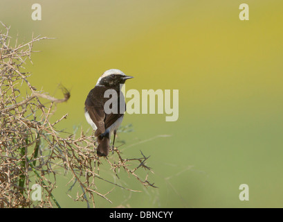 Männliche Zypern Steinschmätzer Oenanthe Cypriaca Anarita Zypern Stockfoto