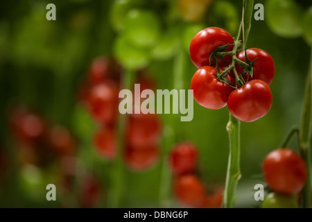 Tomaten im Gewächshaus, Kroatien, Slawonien, Europa Stockfoto