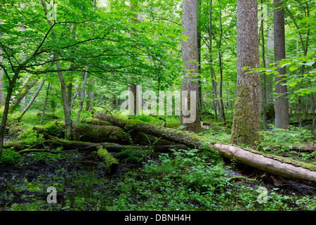 Alten Moos eingewickelt Esche liegend und alten natürlichen Laub-Stand von Białowieża Wald im Sommer Stockfoto
