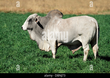 Große weiße Brahman Bulle auf der grünen Weide Stockfoto