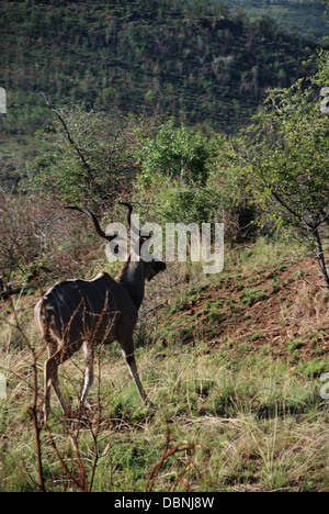 Ein Nyala laufen in freier Wildbahn im Pilanesberg Game Reserve. Stockfoto