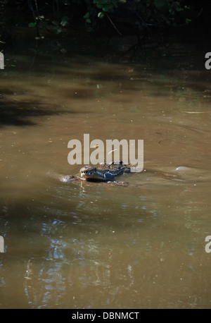 Krokodil Kopf im Wasser, Sun City Reserve, Südafrika. Stockfoto