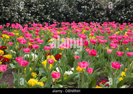 Cerise rosa Tulpen und Polyanthus in sortierten Farben Stockfoto