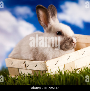Niedliche Baby Bunny im grünen Rasen Stockfoto