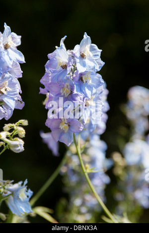 Blauer Rittersporn, Butterblume, eine schöne Stauden mehrjährige. Stockfoto
