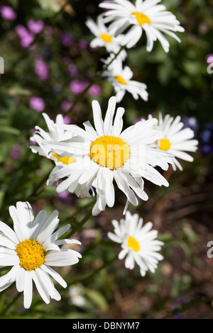 Shasta Daisy, Leucanthemum x Superbum, Familie der Asteraceae, sind robuste Stauden mit Gänseblümchen-ähnliche Blütenstände. Stockfoto