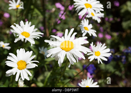 Shasta Daisy, Leucanthemum x Superbum, Familie der Asteraceae, sind robuste Stauden mit Gänseblümchen-ähnliche Blütenstände. Stockfoto