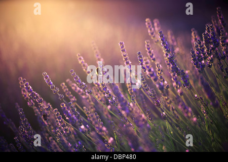 Lavendel Feld, Insel Hvar, Kroatien, Europa Stockfoto