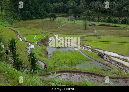 Indonesien, Bali, East Region, Sidemen, Bauern arbeiten in Reisfeldern Stockfoto