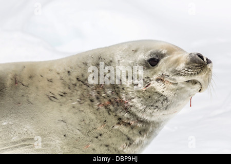 Weibliche Krabbenfresserrobbe (Lobodon Carcinophaga), Dichtung Cuverville Island, nahe der antarktischen Halbinsel, Südpolarmeer, Polarregionen Stockfoto
